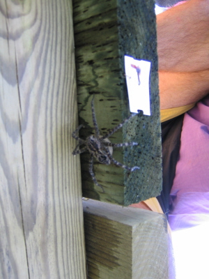 2004 Aug Cottage Dock Spider
