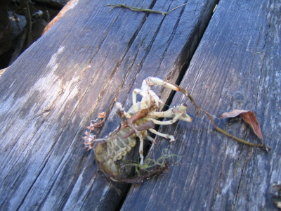 2004 Dock Cottage and Scenery0003